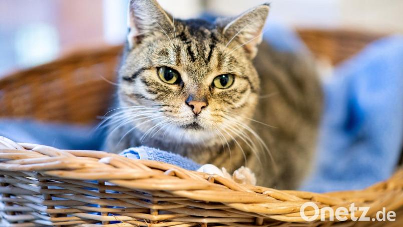 Die Feuerwehr in München hat eine Katze aus dem 14. Stock eines Hochhauses gerettet. Symbolbild: Hauke-Christian Dittrich/dpa
