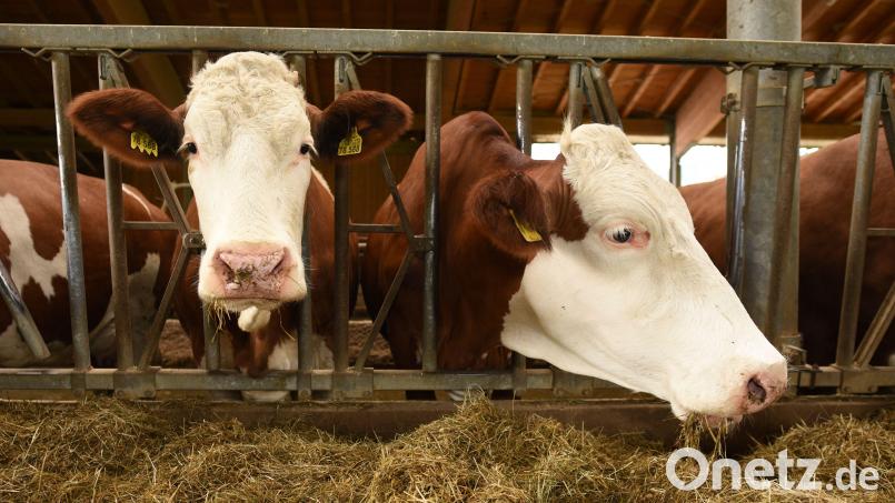 Wenn ein Landwirt sich wegen Krankheit nicht um seine Tiere kümmern kann oder die Bäuerin ausfällt, springen Betriebshelfer und Dorfhelferinnen ein. Symbolbild: Angelika Warmuth/dpa