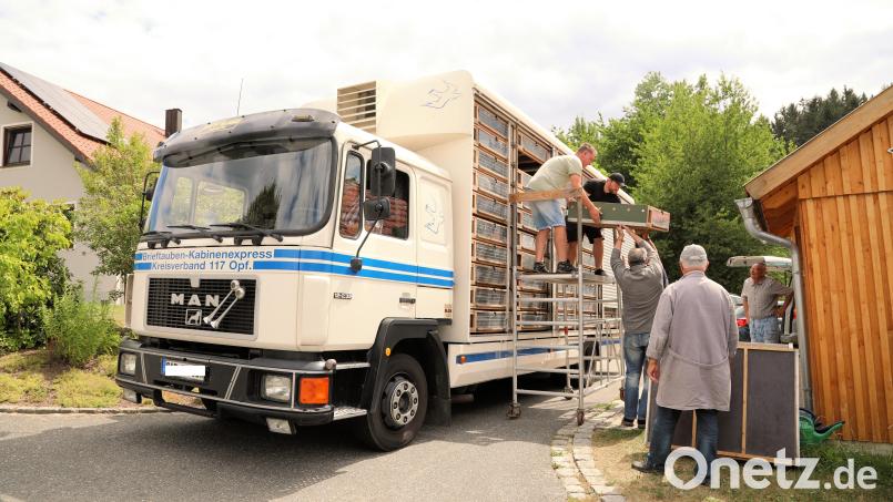Die Brieftauben werden für den Flug verladen. Dass alles tierschutzkonform zugeht, wird vom Veterinäramt am Landratsamt Schwandorf überwacht. Bild: akp