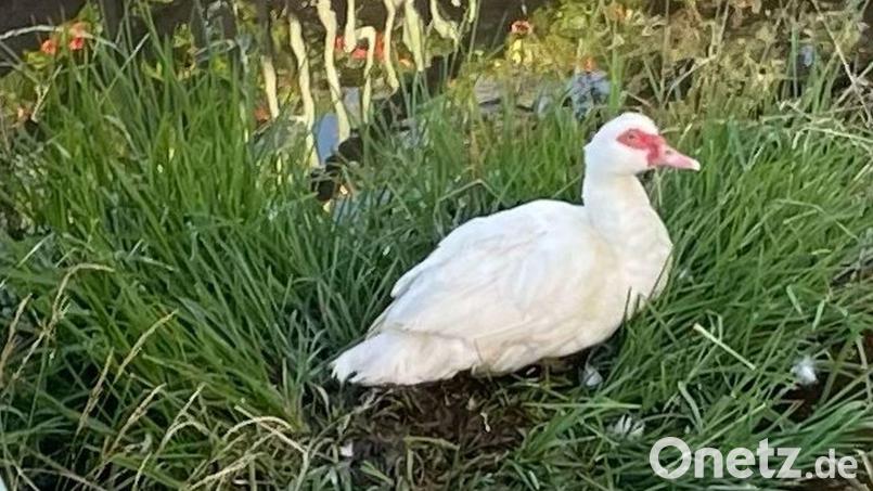 Ente Helmut hatte sich ins Herz der Wernberg-Köblitzer geschnattert. Bis zum Bürgerfest, in der Nacht wurde sie so schwer verletzt, dass sie eingeschläfert werden musste. Bild: Marion Geitner/exb