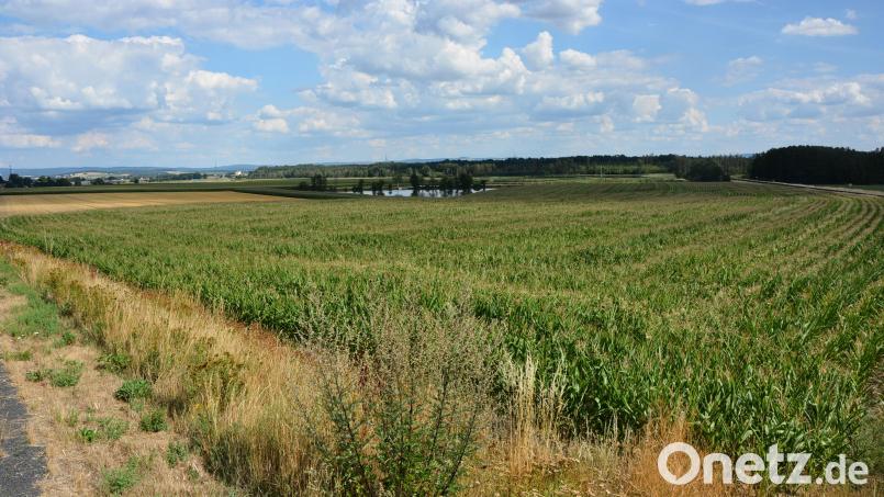 Auf dieser Fläche bei Oberteich an der Bahnlinie entlang soll eine Photovoltaikanlage entstehen. Eine endgültige Entscheidung soll im September fallen. Bild: jr