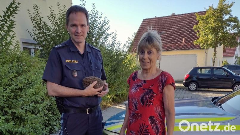 Diesem Igel geht's gut, trotz der Hitze: Damit es seinen Artgenossen auch so geht, werben Klaus Brunner von der Amberger Polizei und Gaby Binder vom Tierschutzverein dafür, Tieren im Garten Wasserstellen anzubieten. Bild: Polizei Amberg