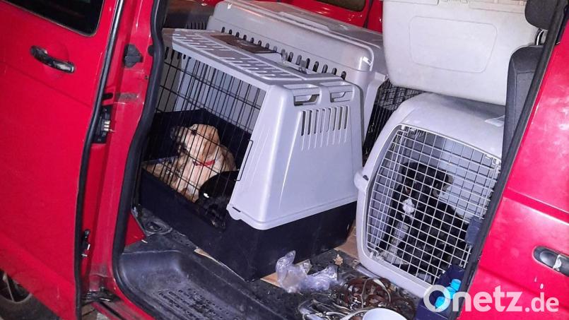 Bundespolizisten haben einen illegalen Hundetransport gestoppt und acht Hunde eingezogen. Bild: Bundespolizeiinspektion Kempten