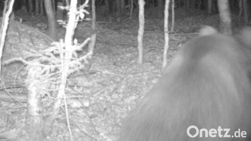 Im Landkreis Bad-Tölz-Wolfratshausen wurden Abdrücke von Tatzen eines Bären entdeckt, Bild: Privat/Landesamt für Umwelt/dpa