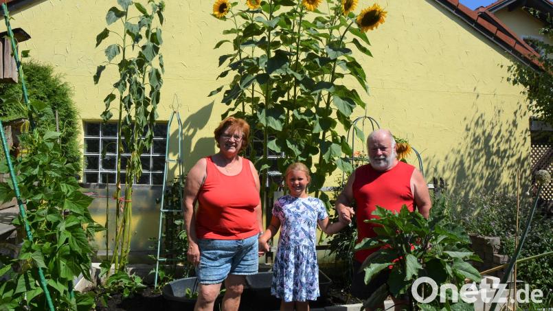Sieben herrliche Sonnenblumen erstrahlen derzeit im Garten der Eheleute Irmgard Doß und Reinhard Baier, hier mit der siebenjährigen Enkelin Ida. Tägliche Pflege und eine freundliche Anrede, so Reinhard Baier, lassen die Blumen ganz besonders gut gedeihen. Mittlerweile haben sie bereits eine Höhe von 3,40 Meter erreicht. Bild: jr