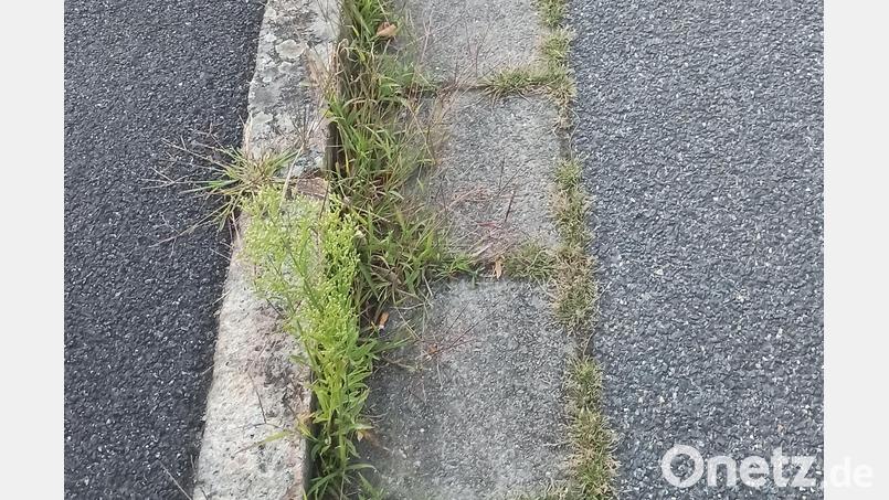 So sieht es an manchen Straßenrändern im Markt Freihung aus. Bürgermeister Uwe König verspricht den Gemeinderäten eine Lösung des &quot;Problems&quot;. Bild: bk
