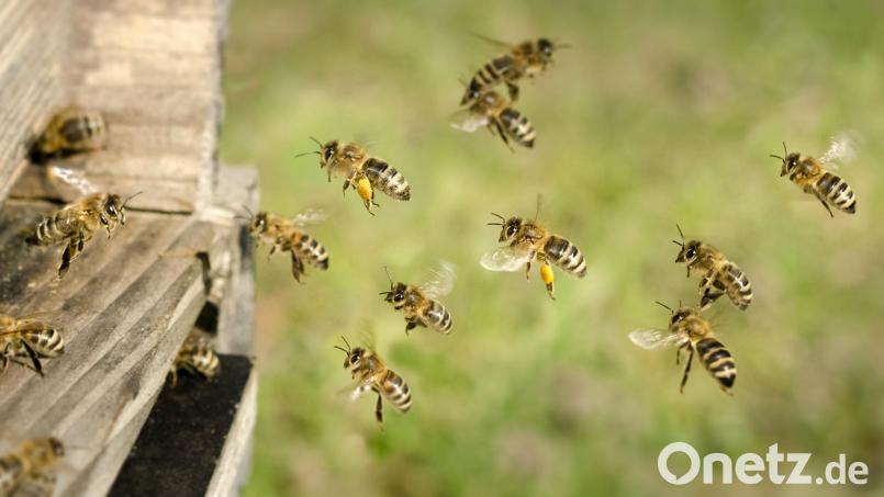 Ein Unbekannter hat einen Bienenstock zerstört. Symbolbild: ClemensSchuessler