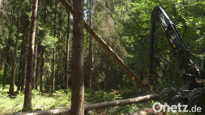 Der Harvester entnimmt käfergeschädigte Bäume: Auch im Eschenbacher Stadtwald leiden viele Bäume unter der Trockenperiode und Käferbefall. Bild: rn
