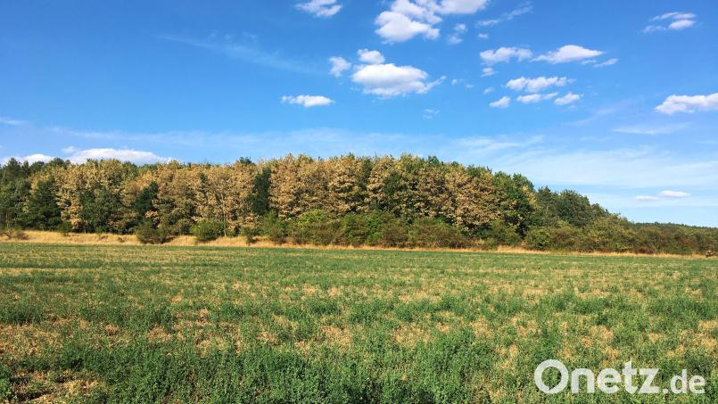 Der Wald steht stumm und leidet, wie hier bei Traunricht. Die Schäden durch Hitze und Trockenheit sind bei Laubbäumen bereits unübersehbar. Bild: ihl