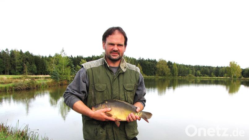 Natürlich sorgt sich Arge-Vorsitzender Thomas Beer um seine Fische. Aber weniger wegen der Hitze. Der größte Feind der Karpfen ist nach wie vor der Fischotter. Archivbild: ubb