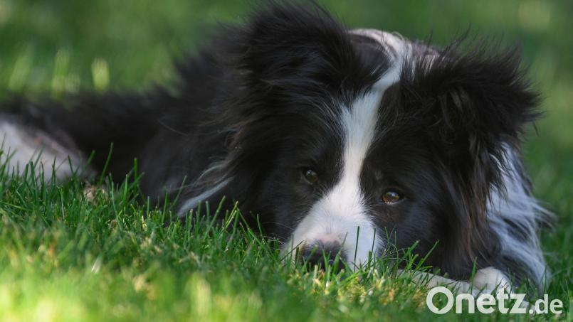 An einem Rastplatz an der A9 hatte sich ein Hund in einem Auto eingeklemmt. Bild: Patrick Pleul/dpa