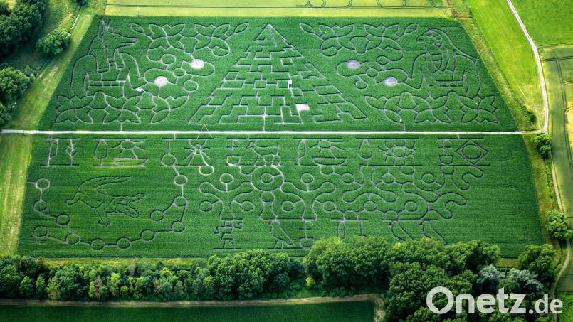 In Atting im niederbayerischen Landkreis Straubing-Bogen gibt es einen Mais-Irrgarten auf gut 16 600 Quadratmetern Fläche. Bild: Peter Ruff