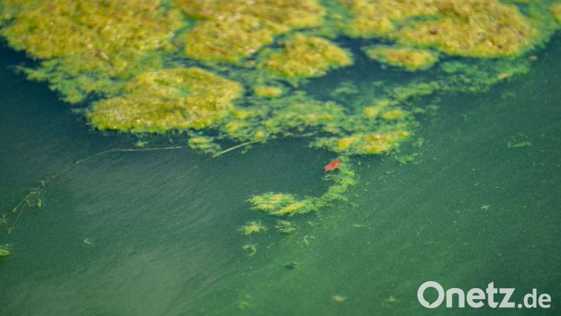 Wegen Blaualgen im Weißenstädter See im Fichtelgebirge rät das Landratsamt Wunsiedel davon ab, in „belasteten Bereichen“ zu schwimmen. Symbolbild: Nicolas Armer/dpa/Symbolbild