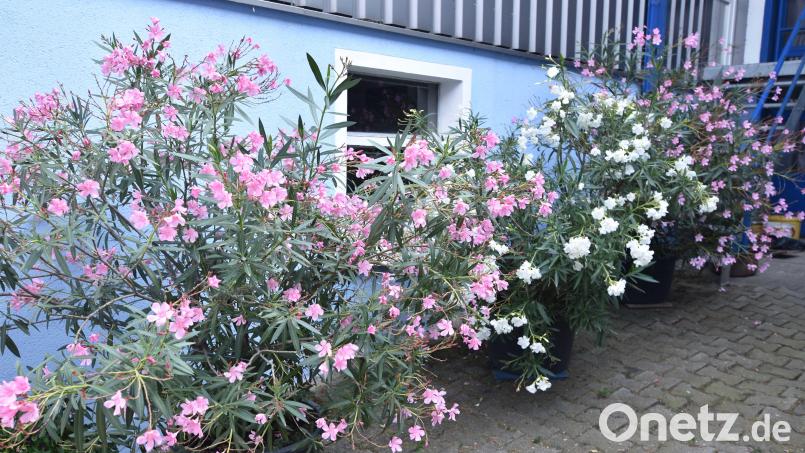 Im Hofraum von Barbara Hartmann gibt es Oleanderstöcke in voller Blütenpracht zu bestaunen. Bild: no