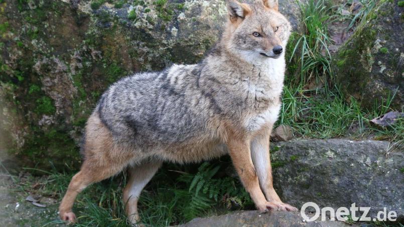 Ein Goldschakal steht im Gehege des Zoos Rheine. Bild: Felix Böcker/dpa