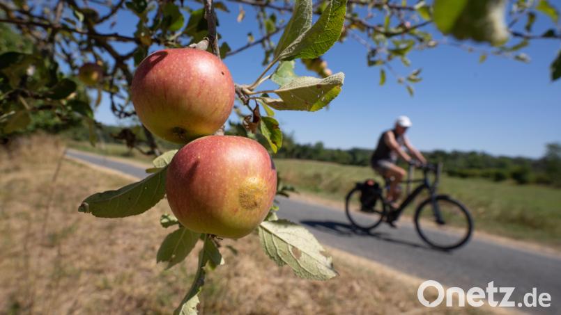 Kostenloses Obst aus der Gemeinde: Der Jugendrat Plößberg beschäftigte sich in seiner jüngsten Sitzung mit dem Thema &quot;Mundraub&quot;. Bild: Frank Rumpenhorst