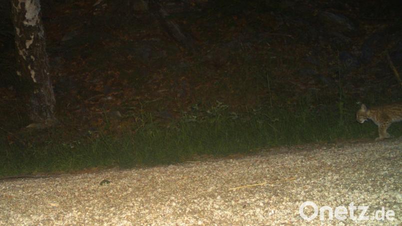 Ein Jungluchs im Fichtelgebirge. Bild: LfU und Naturpark Fichtelgebirge