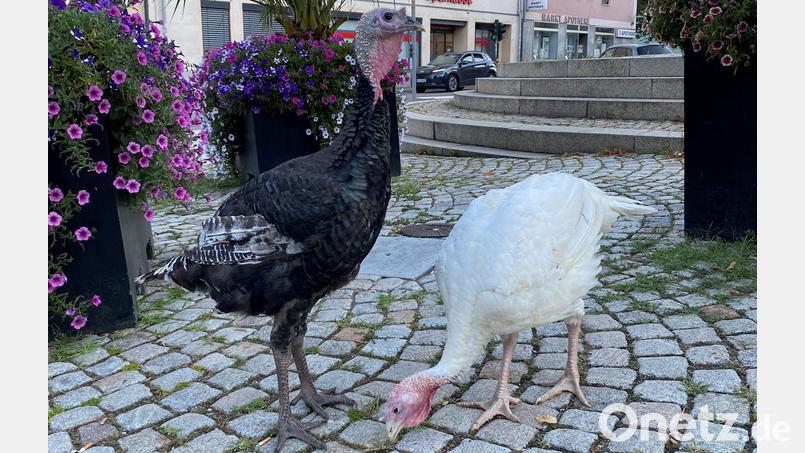 Zwei Truthähne machten einen Ausflug auf den Regenstaufer Marktplatz. Bild: PI Regenstauf
