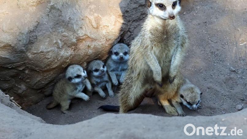 Die Mama und ihr Nachwuchs. Bild: Zoo Leipzig/dpa