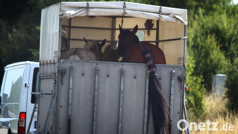 Ein verängstigtes Pferd hat zeitweise zu einer Vollsperrung der Autobahn 6 bei Schwabach geführt. Symbolbild: Karl-Josef Hildenbrand / dpa