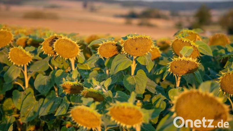 Seit Monaten klagen die Menschen in vielen Regionen über Trockenheit. Jetzt ist wenigstens etwas Linderung in Sicht. Bild: Stefan Puchner