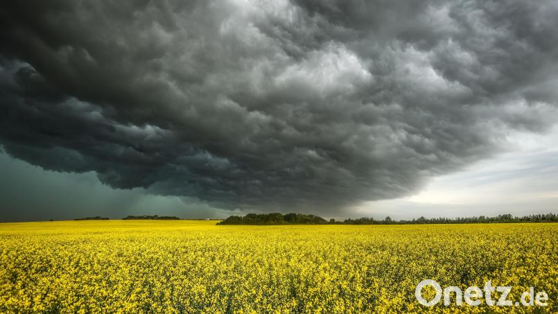 Dunkle Gewitterwolken ziehen über einem Rapsfeld auf. Symbolbild: Jeff Mcintosh