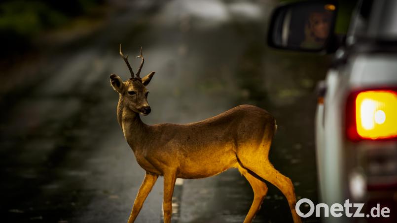 Das Reh überlebte den Zusammenstoß mit dem Krad nicht. Symbolbild: Thorsen Mohr
