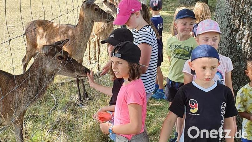 Zutrauliche Rehlein - und die Kinder sind begeistert. Bild: fz