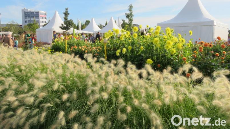 Solche Bilder, wie sie die Landesgartenschau 2016 in Bayreuth produzierte, wird es in Auerbach erst einmal nicht geben. Archivbild: Gerhard Götz