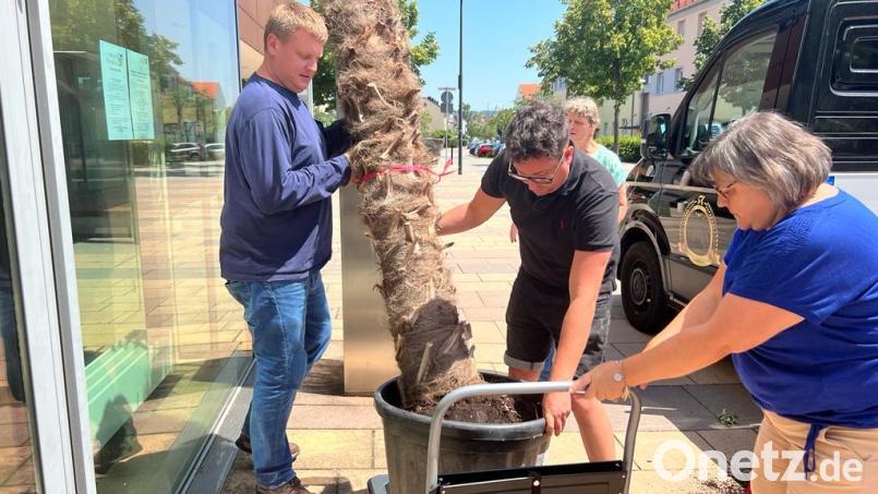 Tatkräftig packten das Sozialteam und Elisabeth Heider vom Café Mitte (hinten) mit an, um die neue Palme an den alten Platz zu stellen. Bild: vlu