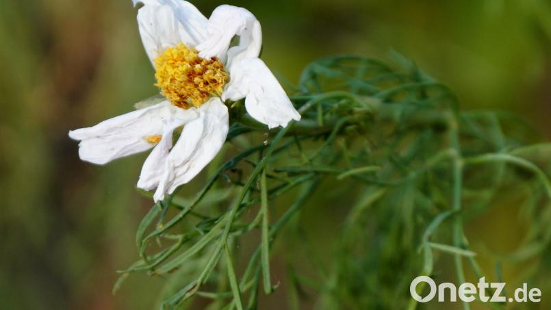 Viele Blumen lassen ihre Köpfe hängen, die Blütenblätter welken, weil Wasser fehlt. Zumindest in den Gärten könnten Zisternen helfen, die Trockenheit besser zu überstehen. Die Prognosen für künftige Jahre verkünden aufgrund des Klimawandels nichts Gutes. Bild: bkr