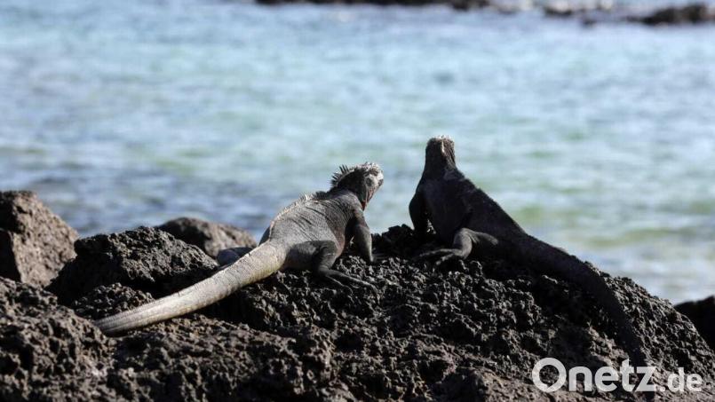 Galapagos Leguane galten vor einem Jahrhundert noch als ausgestorben. Jetzt verbreiten sich die Tiere wieder auf natürliche Weise. Eine von vielen guten Nachrichten, die in dieser Welt passieren. Diese Schlagzeilen geben Lucia Brunner in ihrem OTon wieder Mut zur Hoffnung. Bild: Presidencia Ecuador/dpa