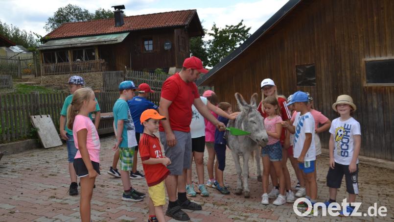 Star der Ferienprogramm-Aktion im Arche-Noah-Hof ist Eselin Petra. Sie bekommt viele Streicheleinheiten von den Kindern und lässt sich alles gefallen. Bild: gi