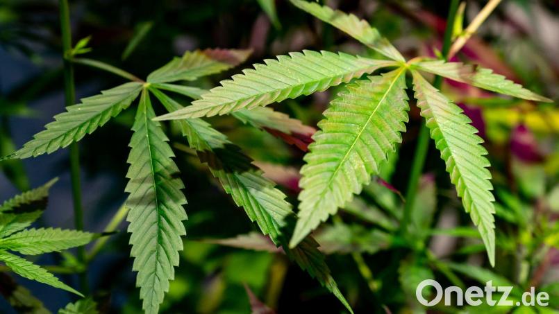 Ein Landwirt hat mehrere Cannabispflanzen in seinem Maisfeld in Auerbach gefunden. Symbolbild: Fabian Sommer/dpa