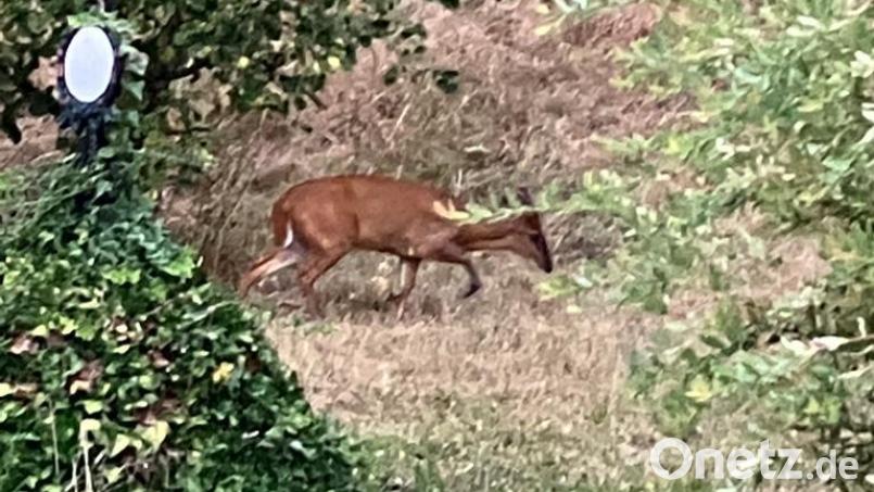 Dieser Muntjak trieb sich im Garten eines Kastlers herum. Er ist weiterhin in freier Wildbahn unterwegs. Das Landratsamt weiß Bescheid. Bild: Polizeiinspektion Amberg