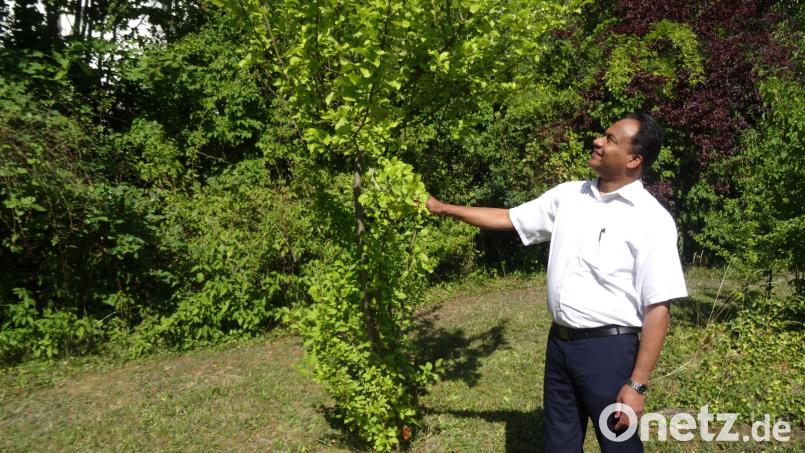 Das Apfelbäumchen, das Pfarrer Saju Thomas mit Kommunionkindern gepflanzt hat, bringt erste Früchte. Bild: hka