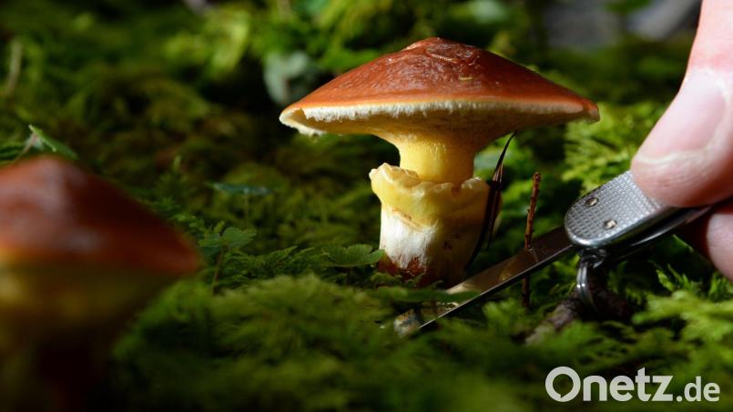 Pilze in Bayern sind auch Jahrzehnte nach der Tschernobyl-Katastrophe zum Teil noch mit radioaktivem Cäsium belastet. Bild: picture alliance / dpa