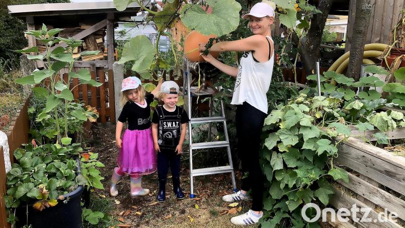 Der Gartenstolz der Familie Schuster hat sich vor einigen Monaten bereits einen Obstbaum als Domizil ausgesucht. Aus Sicherheitsgründen wurde er auf eine Gartenleiter umgesiedelt. Vor wenigen Tagen wurde er von Elisa Schuster (rechts) vermessen. Deren Kinder Corinna und Charlie (von links) hoffen jetzt auf eine gute Platzierung beim Kürbiswettbewerb. Bild: wro