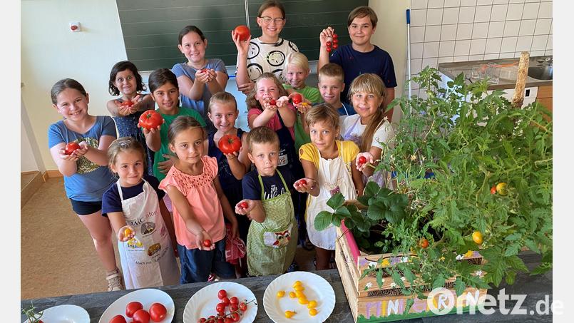 Die Tomaten-Ernte aus der Pflanzaktion &quot;Wir packen unseren Garten in die Kiste&quot; lieferte die Grundlage für einen Kinder-Kochabend in der Illschwanger Grundschule. Bild: Nadine Meier/exb