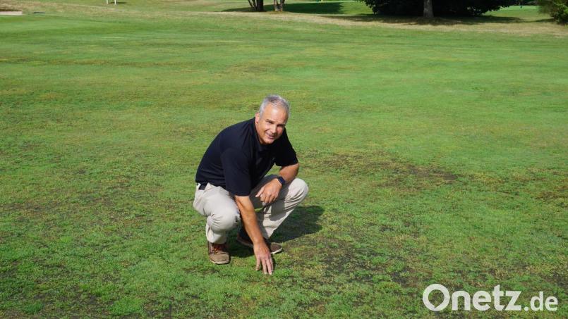 Ian McNiven ist als Greenkeeper für den Rasen des Golfclubs Schwanhof bei Luhe-Wildenau verantwortlich. Er zeigt, wo der Regen des vergangenen Wochenendes auf den zuvor braunen Flächen das Grün wieder durchspitzen lässt. Bild: pjeb