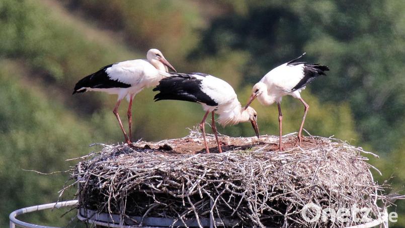 Die drei Jungstörche im Pleysteiner Horst kommen langsam in die Selbständigkeit und werden gemeinsam mit anderen Störchen, aber nicht mit ihren "Eltern", den Weg in Richtung Winterquartier nehmen. Bild: bey