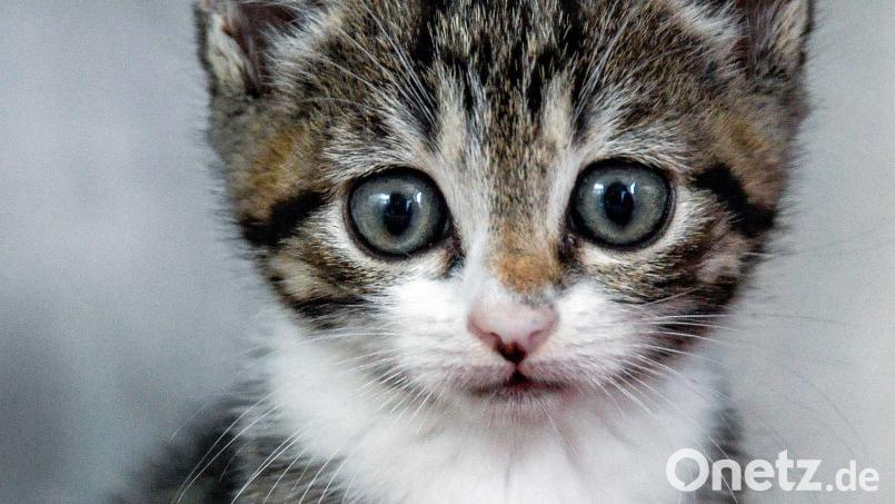 Eine Frau aus Niederbayern ist in den Urlaub geflogen und hat ihre Katze tagelang allein in der Wohnung zurückgelassen. Symbolbild: Axel Heimken/dpa