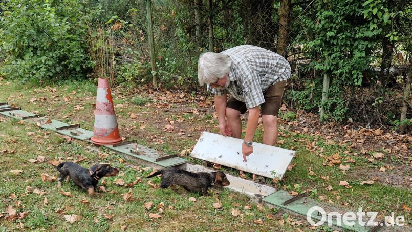 Auf dem Hundeausbildungsplatz Eichlhof des oberpfälzischen Dachshund-Clubs öffnet Reinhold Galli eine der Röhren der Schliefanlage, neugierig beäugt von zwei Zwergdackeln. Die halb unterirdischen Gänge dienten der Dackelausbildung für die Fuchsjagd. Bild: Thomas Dobler