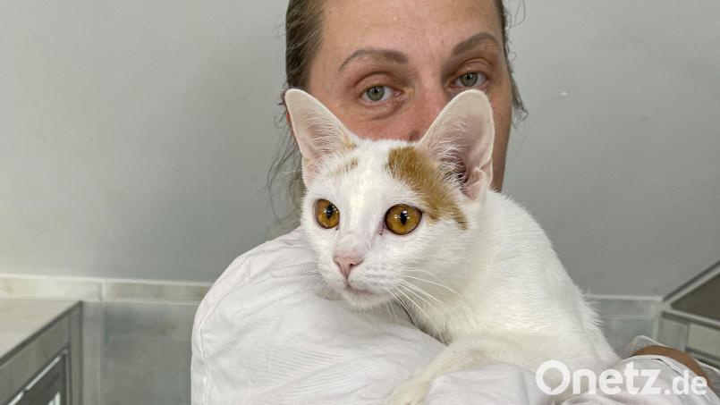 Tierpflegerin Eva Kvechova zeigt eine der ausgesetzten Katzen. Bild: Matthias Bäumler/fph