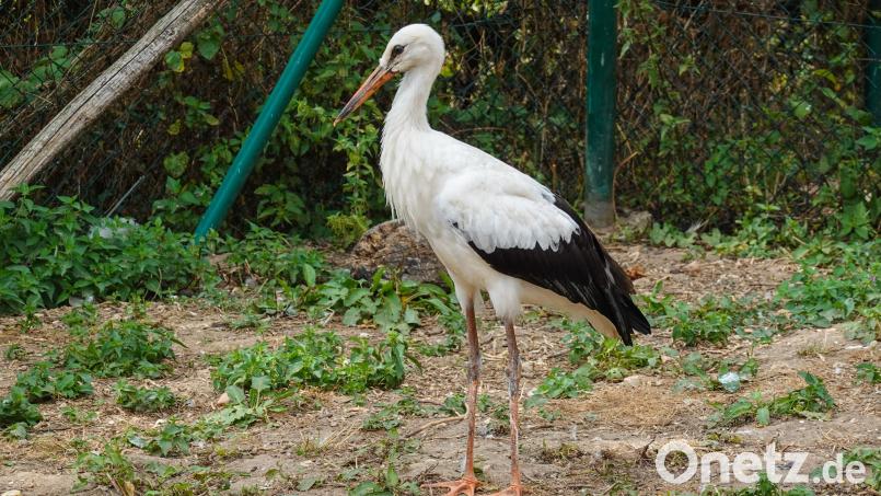 Der von seinen Geschwistern im Horst in Weiden schwer verletzte Storch hat sich in Vogel- und Umweltstation Regenstauf prächtig entwickelt und soll jetzt ausgewildert werden. Bild: LBV Regenstauf/exb