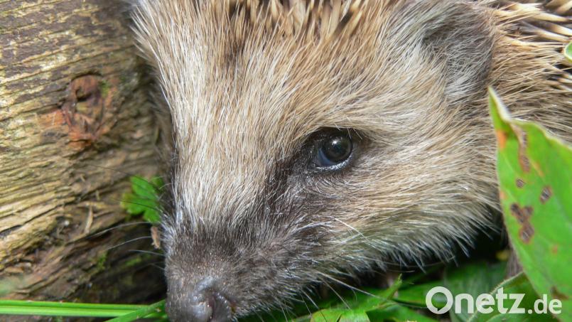 Mindestens 600 Gramm muss ein junger Igel im Herbst auf die Waage bringen, damit er eine reelle Chance hat, den Winter zu überstehen. Bild: Norbert Vetter