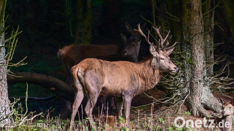 Platzhirsch Max ist aus dem Wildgehege im Steinwald ausgebüxt. Die Jäger im Naturpark haben vereinbart, ihn nicht abzuschießen. Archivbild: Siegfried Steinkohl