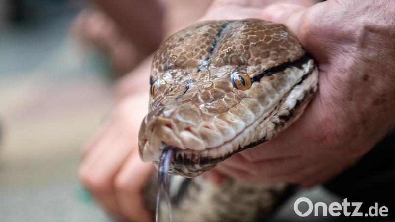 In Wunsiedel ist eine Netzpython ausgesetzt worden. Symbolbild: Monika Skolimowska