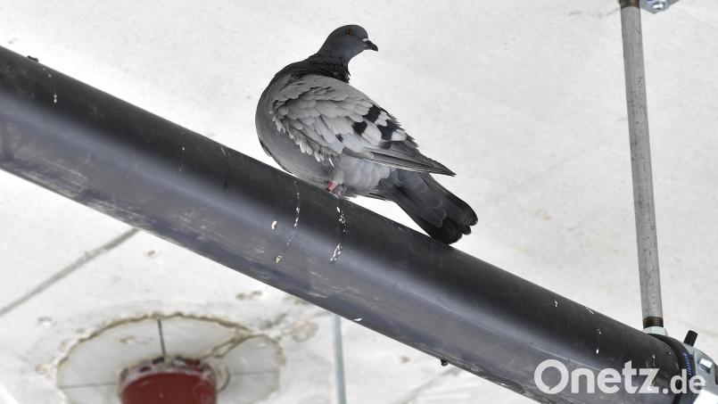 Wo eine Taube sitzt, sind ihre Ausscheidungen nicht weit – so wie auf diesem noch ungeschützten Rohr im Parkdeck der Oberpfalz-Arkaden. Damit es dem noch nicht mal voll fertiggestellten Einkaufszentrum nicht genauso geht wie seinem Vorgängerbau, sind Experten einer Fachfirma gerade dabei, Tauben zu „vergrämen“, indem ihnen durch Netze und sogenannte Spikes (spitze Eisenstäbe) das Anfliegen und Sitzen unmöglich gemacht wird. Ob das dauerhaft hilft, ist unklar. Bild: Petra Hartl