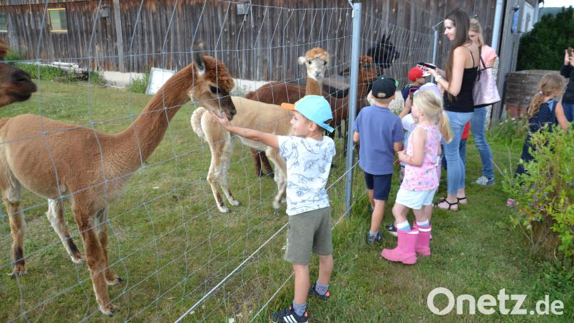 Die Kinder Mittagsbetreuung „die Musketiere“ hielten Abschluss- und Begrüßungsfest bei den Alpakas auf den Konraden-Hof in Gaisheim und es machte ihnen viel Spaß. Bild: gi